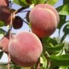 Dymond Peach Trees -Fruit Trees Sales 2024 Peach20Dymond