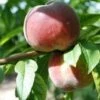 Early Rivers Peach Trees -Fruit Trees Sales 2024 Peach20Early20Rivers