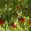 Hayles Early Peach Trees -Fruit Trees Sales 2024 Peach20Hayles