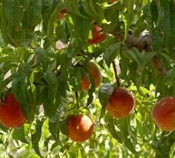 Hayles Early Peach Trees