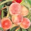 Peregrine Peach Trees 1 Peregrine Peach Trees -Fruit Trees Sales 2024 Peach20Peregrine