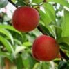 Red Haven Peach Tree -Fruit Trees Sales 2024 Peach20Red20Haven
