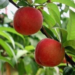 Red Haven Peach Tree