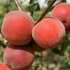 Rochester Peach Tree -Fruit Trees Sales 2024 Peach20Rochester