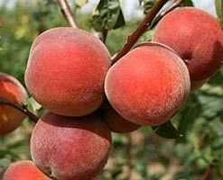 Rochester Peach Tree