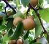 20th Century Asian Pear Trees -Fruit Trees Sales 2024 Pear Asian 20th Century