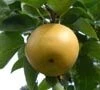 Chojura Asian Pear Trees -Fruit Trees Sales 2024 Pear Asian Chojura