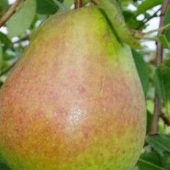 (B) Beurre Hardy Pear Trees