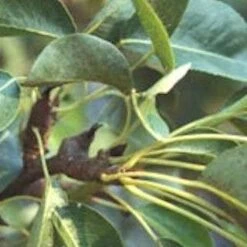 (B) Cannock Pear Trees