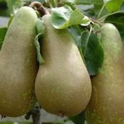 (B) Conference Pear Trees