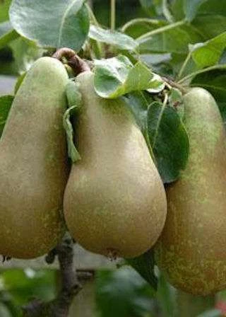 (B) Conference Pear Trees -Fruit Trees Sales 2024 Pear20Conference20lge