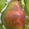 (C) Clapps Favourite Pear Trees -Fruit Trees Sales 2024 Pear20Crapps20Favourite20lge