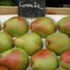 (C) Doyenne Du Comice Pear Trees -Fruit Trees Sales 2024 Pear20Doris202b20used