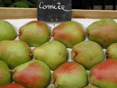 (C) Doyenne Du Comice Pear Trees 3 (C) Doyenne Du Comice Pear Trees