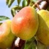 (C) Dr Jules Guyot Pear Trees -Fruit Trees Sales 2024 Pear20Dr20J.G.20lge