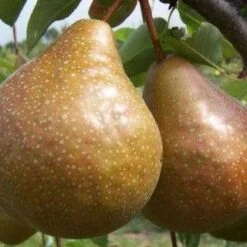 (B) Durondeau Pear Trees