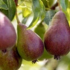 (C) Glou Morceau Pear Trees