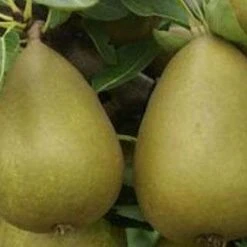 (C) Gorham Pear Trees