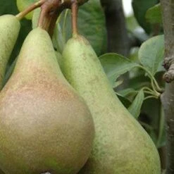 (C) Improved Fertility Pear Trees