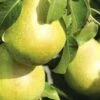 (B) Invincible Pear Trees -Fruit Trees Sales 2024 Pear20Invincible20lge