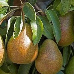 (A) Louise Bonne De Jersey Pear Trees