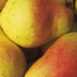 (C) Moonglow Pear Trees