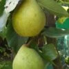 (C) Nouveau Poitou Pear Trees -Fruit Trees Sales 2024 Pear20Nouveau20Poiteau20lge