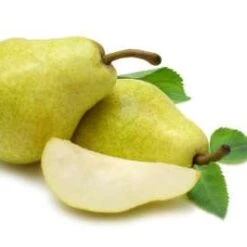 (C) Williams Bon Chretien Pear Trees