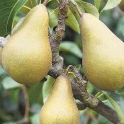 (C) Concorde Pear Trees