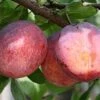 Avalon Plum Trees -Fruit Trees Sales 2024 Plum20Avalon