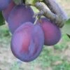 Belle De Louvain Plum Trees -Fruit Trees Sales 2024 Plum20Belle20de20Louvain