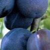 Czar Plum Trees -Fruit Trees Sales 2024 Plum20Czar