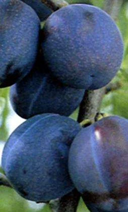 Czar Plum Trees 3 Czar Plum Trees