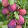 Excaliber Plum Trees -Fruit Trees Sales 2024 Plum20Exc20lge