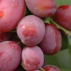 Groves Late Victoria Plum Trees