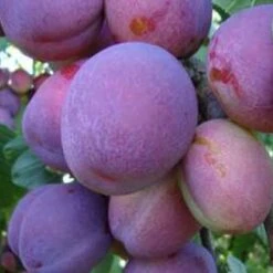 Jubilee Plum Trees