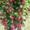Mallard Plum Trees -Fruit Trees Sales 2024 Plum20Mallard