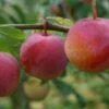 Opal Plum Trees -Fruit Trees Sales 2024 Plum20Opal20ours