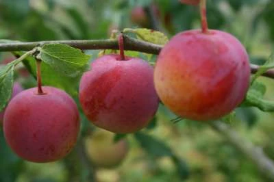 Opal Plum Trees -Fruit Trees Sales 2024 Plum20Opal20ours