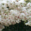 Pink Perfection Japanese Flowering Cherry Plants -Fruit Trees Sales 2024 Prunus Pink Perfection