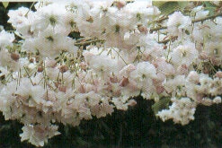 Pink Perfection Japanese Flowering Cherry Plants
