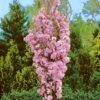 Amanagowa Japanese Flowering Cherry Plants -Fruit Trees Sales 2024 Prunus20Amanagawa