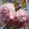 Cheals Weeping Japanese Flowering Cherry Plants -Fruit Trees Sales 2024 Prunus20Cheals20Weeping
