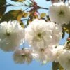Fragrant Cloud Japanese Flowering Cherry Plants -Fruit Trees Sales 2024 Prunus20Fragrant20cloud