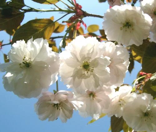 Fragrant Cloud Japanese Flowering Cherry Plants -Fruit Trees Sales 2024 Prunus20Fragrant20cloud
