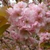 Kanzan Japanese Flowering Cherry Plants -Fruit Trees Sales 2024 Prunus20Kanzan
