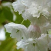 Blushing Bride (Oku Miyako) Japanese Flowering Cherry Plants -Fruit Trees Sales 2024 Prunus20Oku20Miyaku