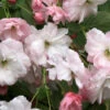 Pink Parasol Japanese Flowering Cherry Plants