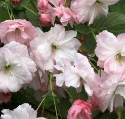 Pink Parasol Japanese Flowering Cherry Plants