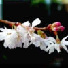 Prunus Autumnalis Japanese Flowering Cherry Plants -Fruit Trees Sales 2024 Prunus20autumnalis